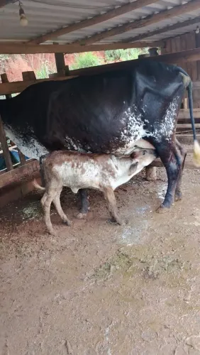 Vacas leiteiras de excelente qualidade
