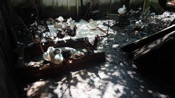 Patos adultos