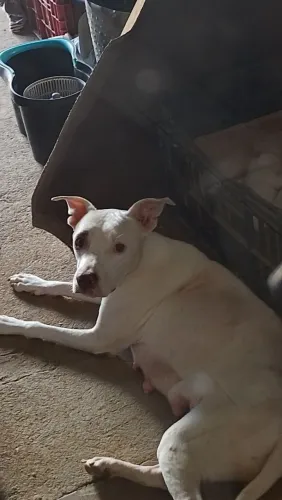 Pitbull red nose