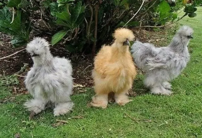 Para vc revender sedosas 