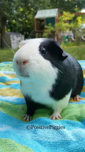 Porquinho da índia
