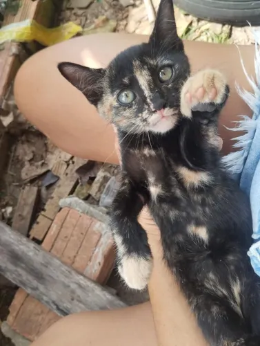 Doação gata dócil