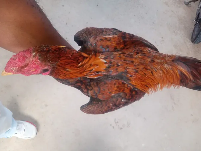 Frango indio João de barro direto de Portugal top 