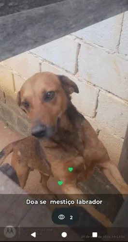 Doa se esse cachorro pra quem vai cuidar