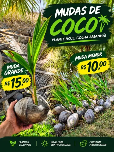 Coco anão de Alta produção