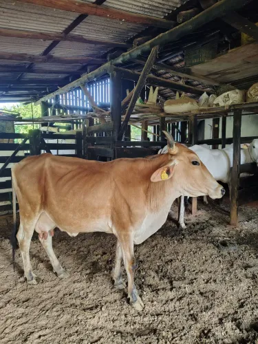 Vaca Gil e Touro Braford