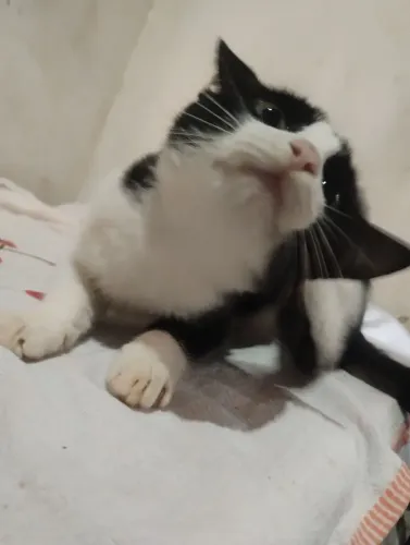 Doação gatinho
