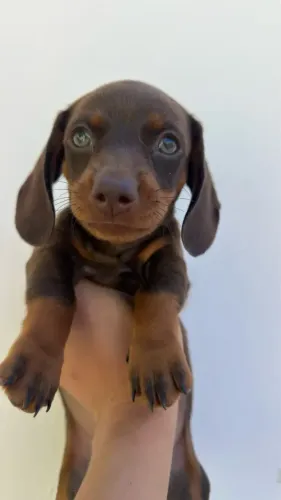 Dachshund: Pronto para Entrega | Um Amigo Cheio de Personalidade