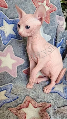 Realize o sonho de ter um Sphynx! Disponíveis para reserva!!