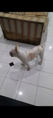 Lindo buldogue francês macho branco disponível para venda.1 ano completou.