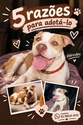 pitbull adulto para adoção