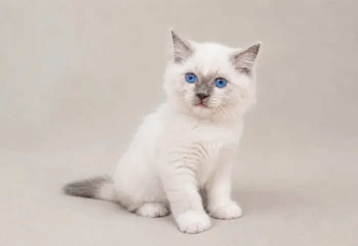 Ragdoll Macho Blue à Pronta Entrega - Olhos Azuis e Super Dócil
