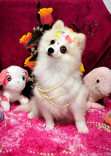 Linda fêmea de Lulu da Pomerânia Anã