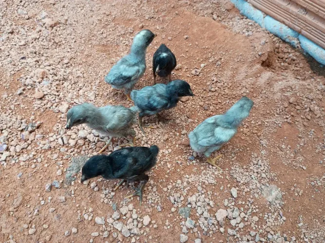 Pintinhos índio gigante
