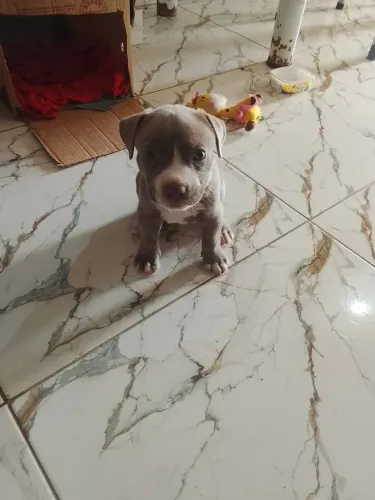 Filhote de Pitbull Amican bule
