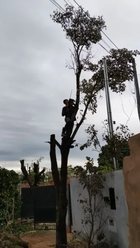 Corte de Árvores podas e limpeza de terreno 