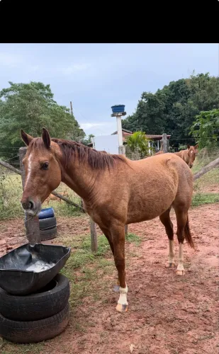 Cavalo Quarto de Milha Puro Grande