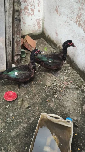 Vendo um pato macho 100,00