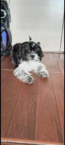 Procurasse namorado pra shih tizu 