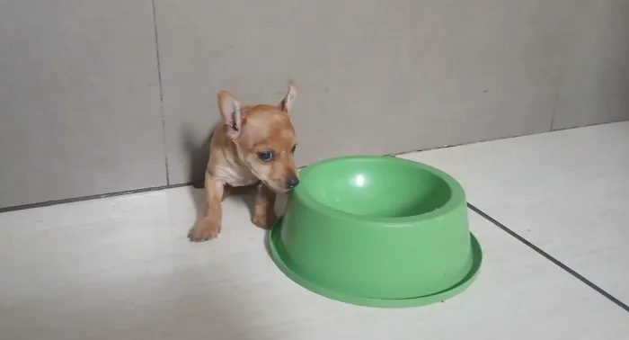 Pinscher fêmea. Port.pequeno... pronta entrega.