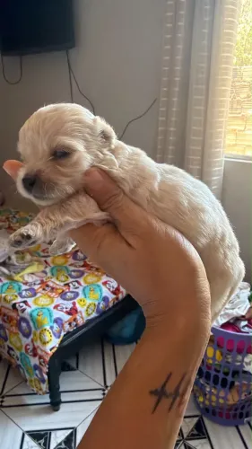 Filhote Poodle Fêmea