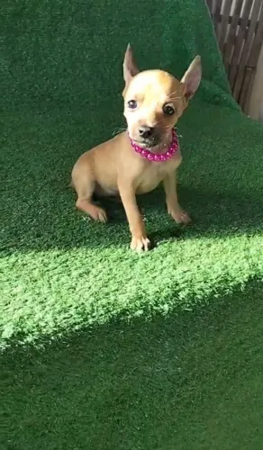 Pinscher fêmea mel ela e pré adestrada