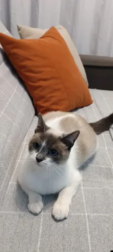 Doa se gata fêmea