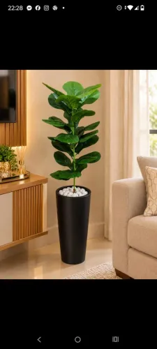 vaso gigante com ficos lyrata permanente