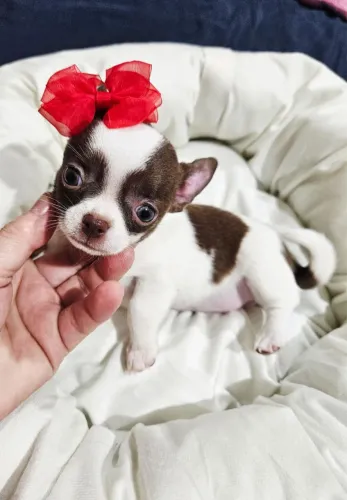 Chihuahua fêmeas pelo curto