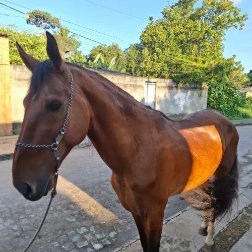 Cavalo campolina