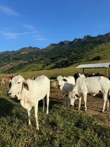 Bezerras / novilhas