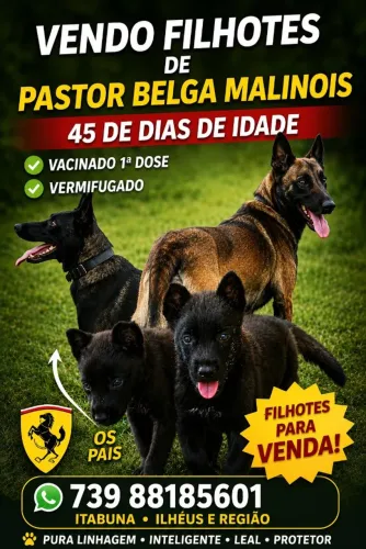 filhote pastor belga malinois 