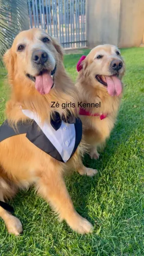 Golden retriever americano