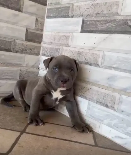 American bully