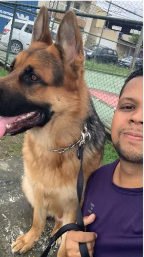 ADESTRAMENTO DE CÃES