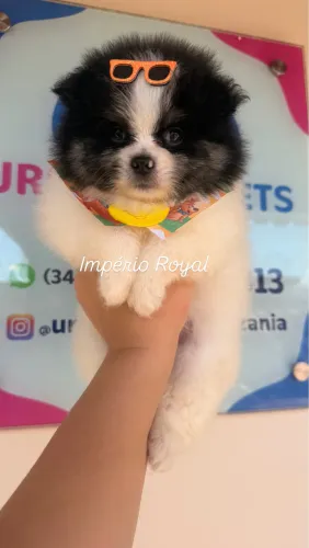 Spitz Alemão Pandinha Lindo! Pronta Entrega