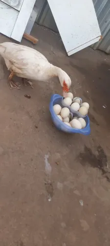 Ovos de pato