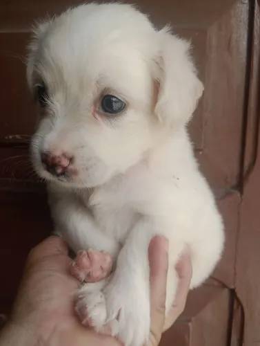 Maltês miniatura macho