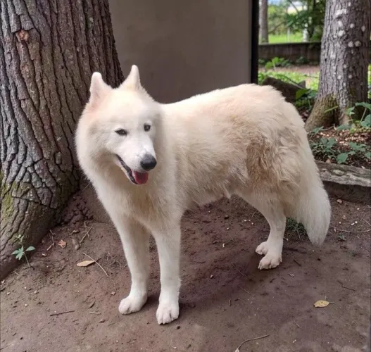 Husky siberiano filhotes disponível pra reserva 