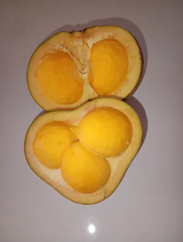 Pequi congelado graúdo e carnudo disponível 