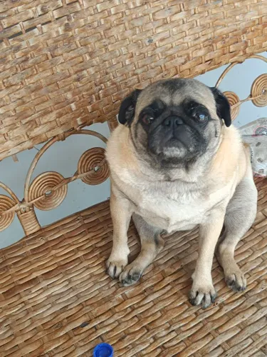 Pug Macho 