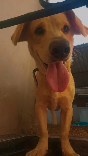 Doação de um labrador misturado de 1 ano