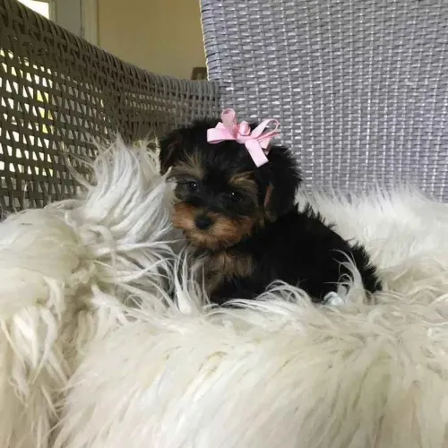 Filhote Yorkshire Terrier, Dê um lar para um peludinho e ganhe amor para a vida toda!