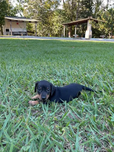 Dachshund filhotes machos disponíveis 