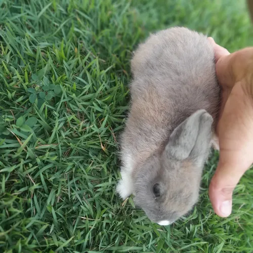Coelho Netherland Dwarf_ Coelho anão. 