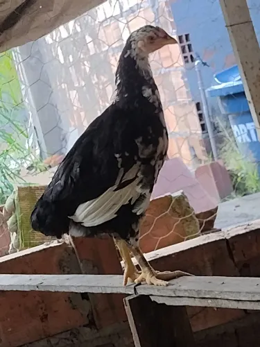 Frangas e frangos GSB balão e ovos fértil