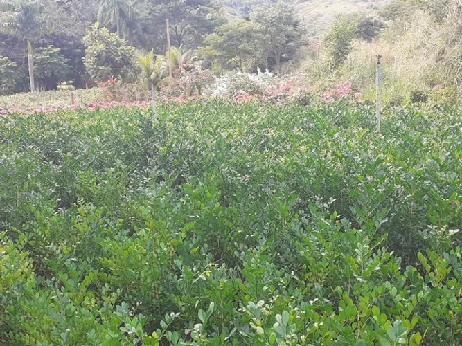 Mudas de cerca viva em Dona Euzébia-MG