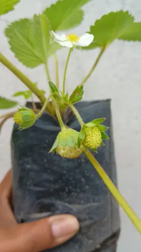 Morango