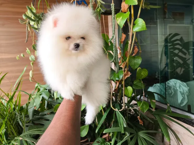 Lulu da Pomerânia-fêmea-C/PEDIGREE 