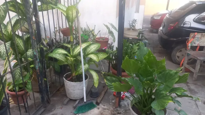 Planta Comigo Ninguém Pode.